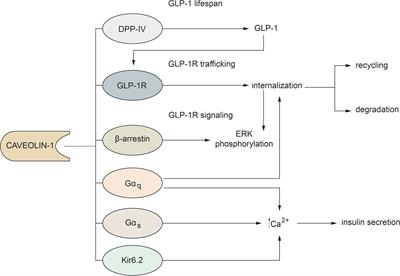 Emerging Role of Caveolin-1 in GLP-1 Action